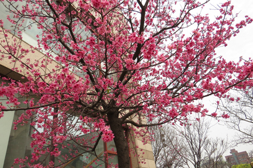 文化中心的櫻花1