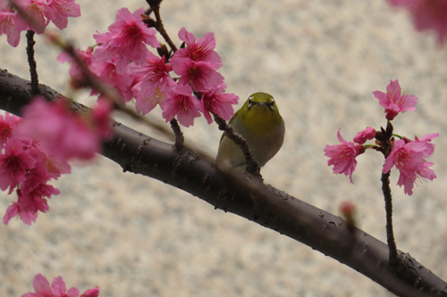 文化中心的櫻花2