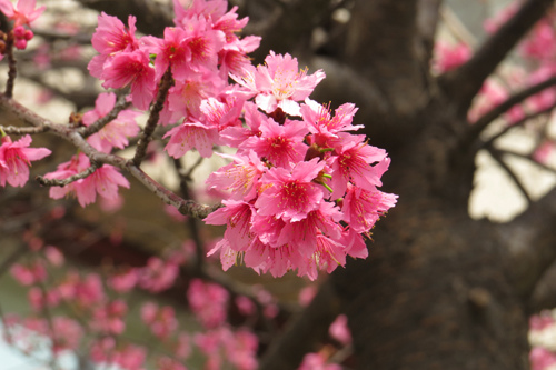 文化中心的櫻花3