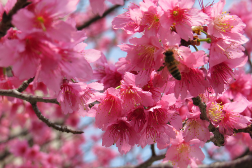 文化中心的櫻花6