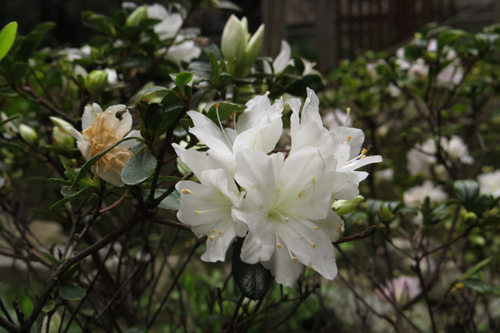 IMG_1031 IMG_1031