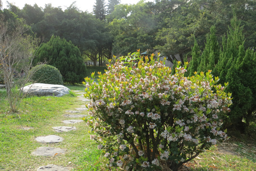 田代氏石斑木3