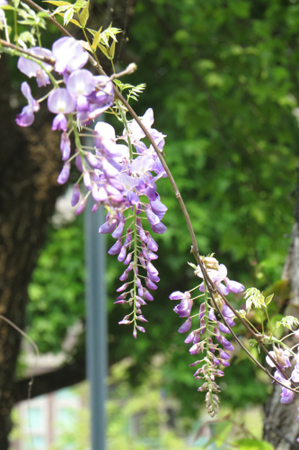 紫藤花2