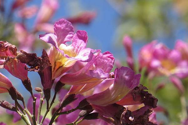 午後校園遇見洋紅風鈴木
