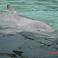 dolphin cove...真的好可愛喔