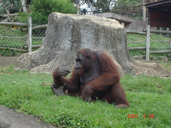 六福村動物園..