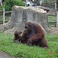 六福村動物園..