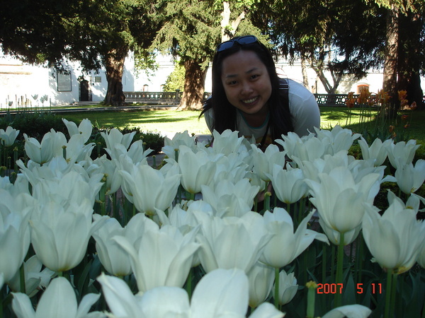 鬱金香花園...白色鬱金香..