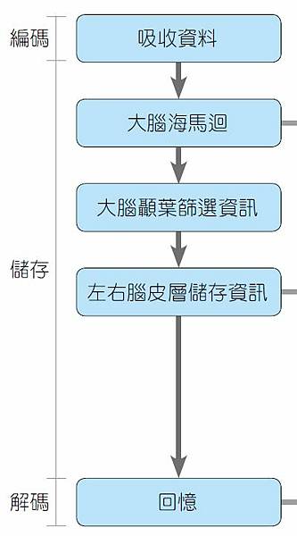 記憶的三個階段.JPG