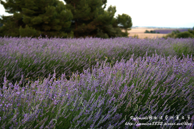 Valensole0044