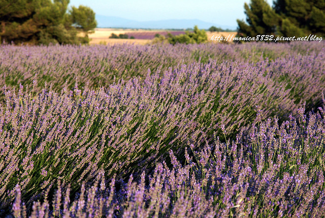 Valensole0003