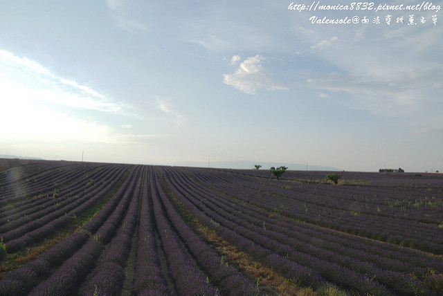 Valensole0016