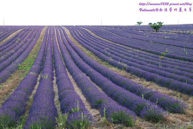 Valensole0067