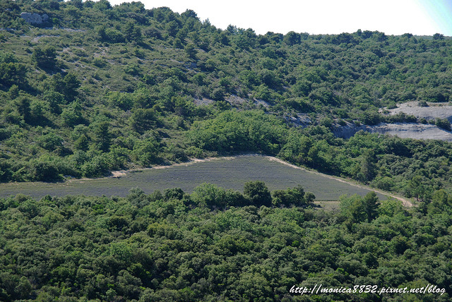 Abbye de Senanque0002