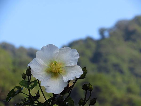 石門騎車遇見 山芙蓉 (12).JPG