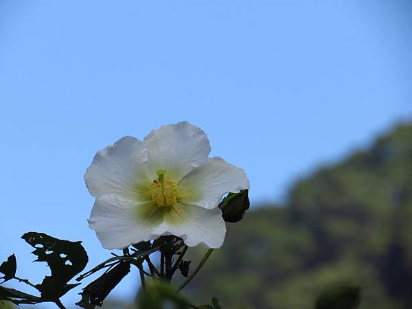 石門騎車遇見 山芙蓉 (13).JPG