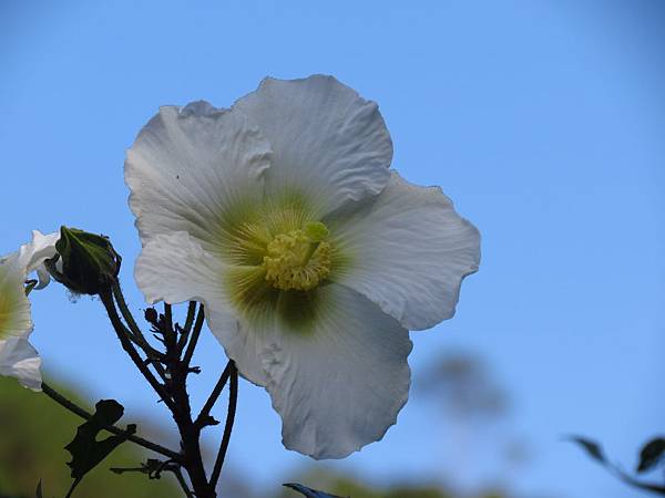 石門騎車遇見 山芙蓉 (14).JPG