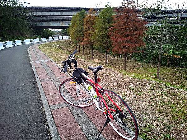 九龍車道之落雨松 (1).jpg