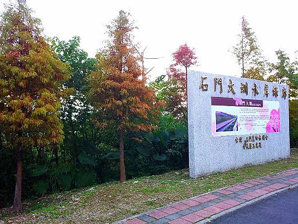 九龍車道之落雨松 (2).jpg