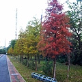 九龍車道之落雨松 (3).jpg