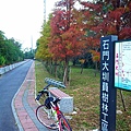 九龍車道之落雨松 (4).jpg