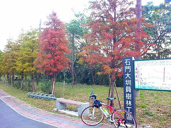 九龍車道之落雨松 (5).jpg