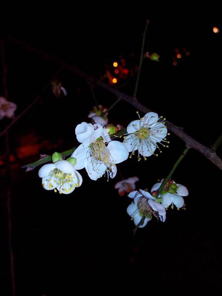 大溪中正公園之梅花 (6).jpg