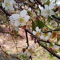 中社花市 后里一日遊 (3).jpg