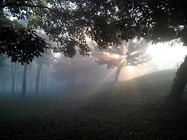 霧起如仙境的埔頂公園 (7).jpg