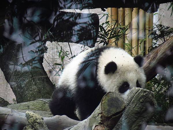 Taipei ZOO (3).JPG