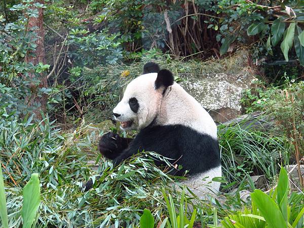 Taipei ZOO (5).JPG