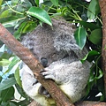 Taipei ZOO (17).JPG