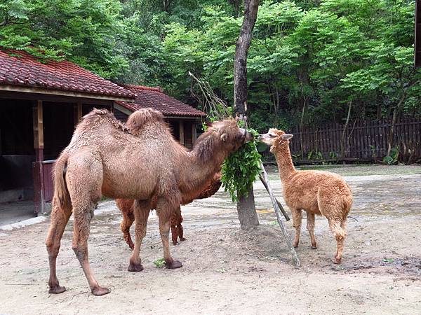 Taipei ZOO (18).JPG