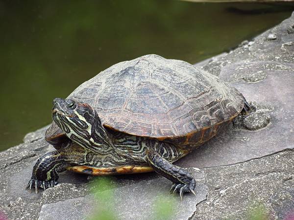 Taipei ZOO (27).JPG