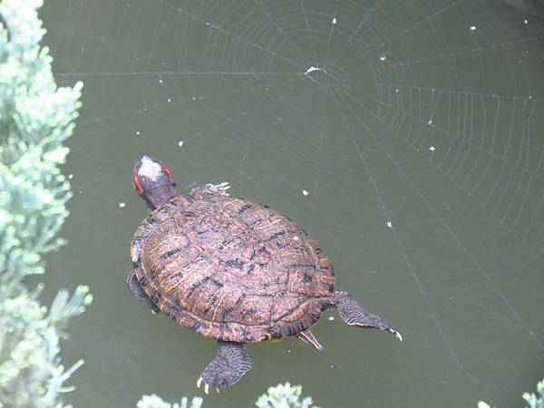 Taipei ZOO (30).JPG