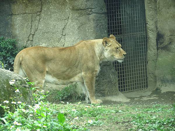 Taipei ZOO (34).JPG