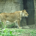 Taipei ZOO (34).JPG