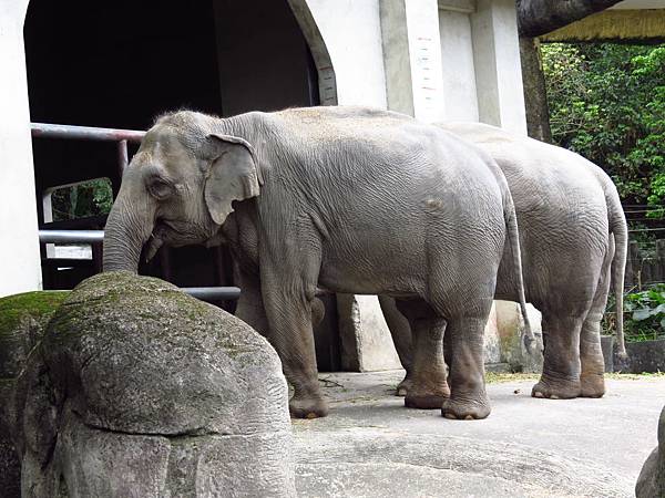 Taipei ZOO (42).JPG