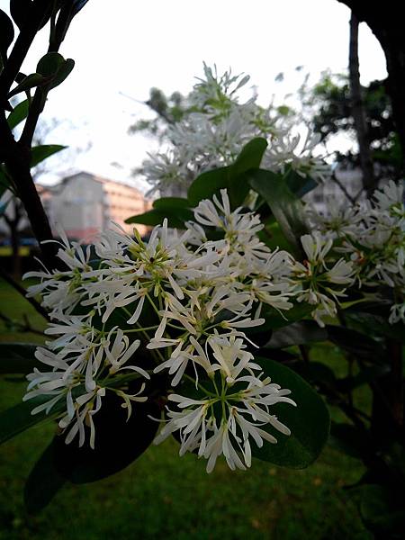 大溪埔頂公園之流蘇花 (5).jpg