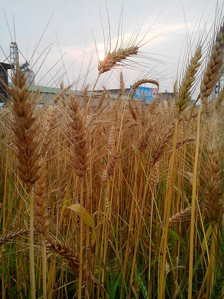 桃園平鎮之小麥田 (1).jpg