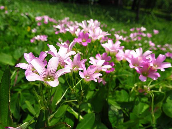 客家大院賞桐花 (28).JPG