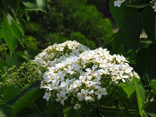 龍騰斷橋及青松自在 (1).JPG