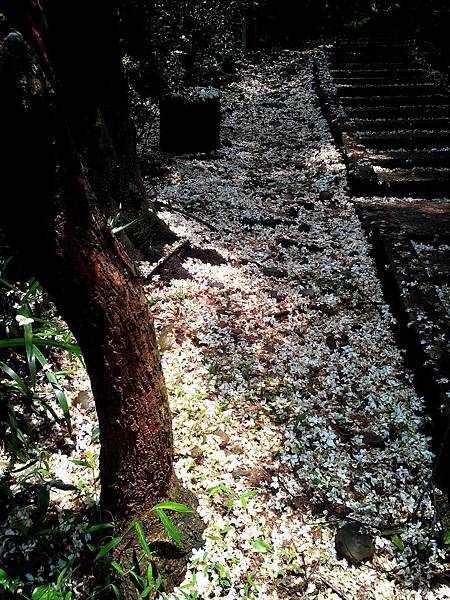 虎頭山公園爬山賞花 (7).jpg