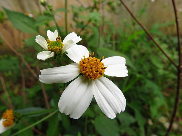 虎頭山公園爬山賞花 (20).JPG