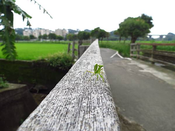 處處有驚喜的龍潭自行車道 (33).JPG