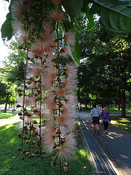 大溪埔頂公園 穗花棋盤腳花 (9).JPG