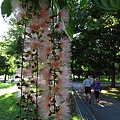 大溪埔頂公園 穗花棋盤腳花 (9).JPG