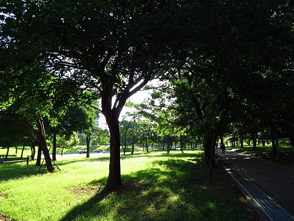 大溪埔頂公園 穗花棋盤腳花 (17).JPG