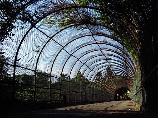 大溪埔頂公園 穗花棋盤腳花 (21).JPG