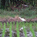 三坑自然生態公園之亂槍打鳥 (2).JPG